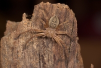L'Olie  chaussettes. Un mle (Araneae - Sparassidae - Olios argelasius)